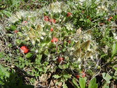 Escobaria missouriensis