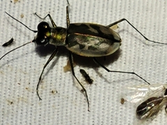 Eunota pamphila