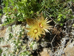 Escobaria missouriensis