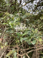 Pavetta hongkongensis