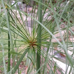 Cyperus papyrus
