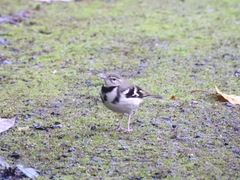 Dendronanthus indicus