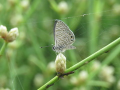 Leptotes parrhasioides