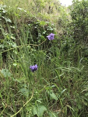 Dichelostemma