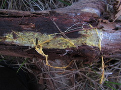 Piloderma