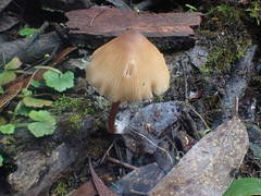 Entoloma aromaticum
