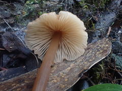 Entoloma aromaticum