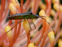 Plinachtus pungens