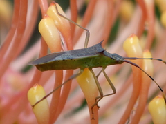 Plinachtus pungens