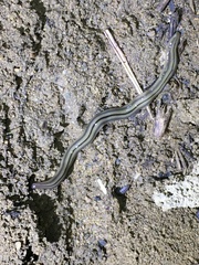 Bipalium pennsylvanicum