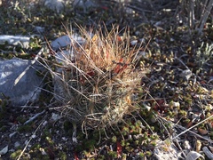Sclerocactus scheerii