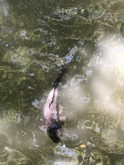 Cyprinus rubrofuscus