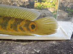 Channa asiatica