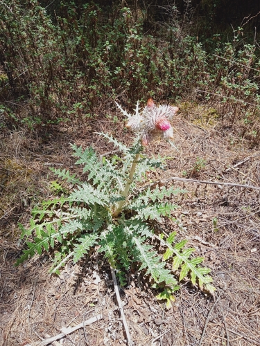 Image of Cirsium ehrenbergii by (c) Ulises Emmanuel Martínez Burgos, some rights reserved (CC BY)