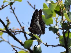 Charaxes brutus natalensis