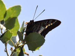 Charaxes brutus natalensis