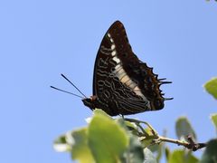 Charaxes brutus natalensis