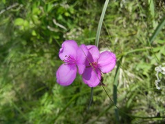 Tradescantia occidentalis