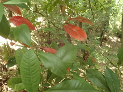 Photinia glabra
