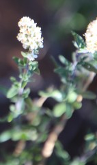 Selago namaquensis