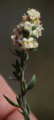 Selago namaquensis