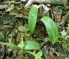 Platanthera clavellata