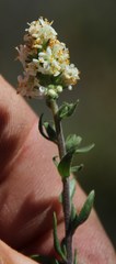 Selago namaquensis
