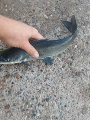 Ictalurus punctatus