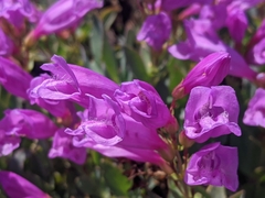 Penstemon barrettiae