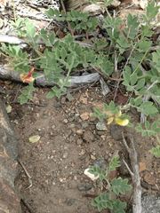 Acmispon grandiflorus