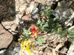 Acmispon grandiflorus