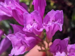 Penstemon barrettiae