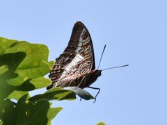 Charaxes brutus natalensis