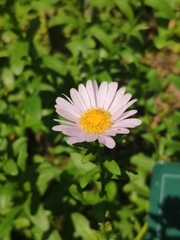 Aster oldhamii