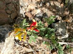 Acmispon grandiflorus