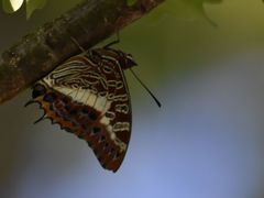 Charaxes brutus natalensis