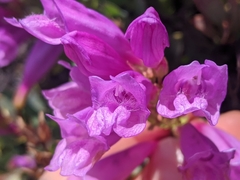 Penstemon barrettiae