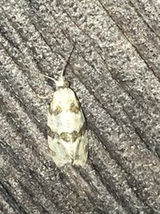 Aethes argentilimitana