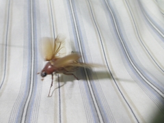 Melolonthinae