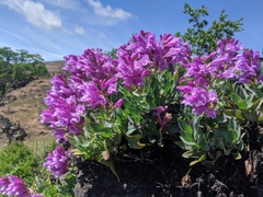 Penstemon barrettiae