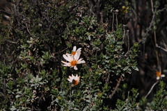 Mimesthes maculicollis