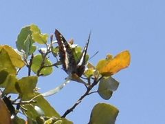Charaxes brutus natalensis
