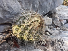 Coryphantha neglecta