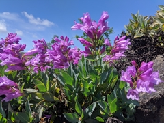 Penstemon barrettiae