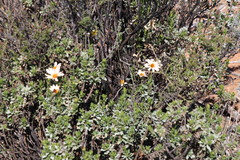 Dimorphotheca cuneata