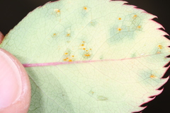 Phragmidium tuberculatum