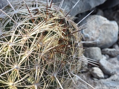 Coryphantha neglecta