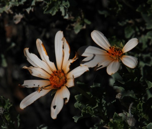 Image of Dimorphotheca cuneata by (c) Tony Rebelo, some rights reserved (CC BY-SA)