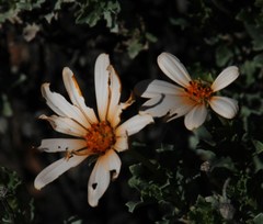 Dimorphotheca cuneata
