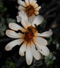 Dimorphotheca cuneata